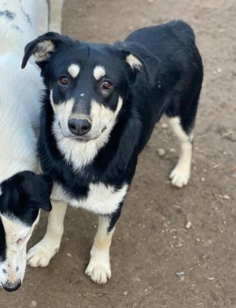 Indiana, geb. ca. 01/2024, lebt in GRIECHENLAND, auf einer privaten Pflegestelle