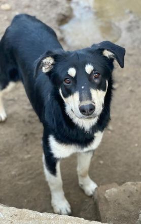 Indiana, geb. ca. 01/2024, lebt in GRIECHENLAND, auf einer privaten Pflegestelle