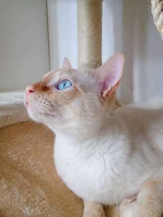 Liebevolle Siam Katzen