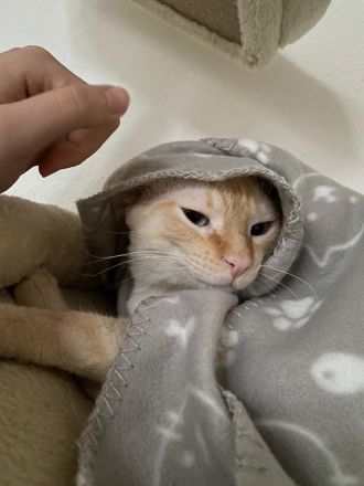 Liebevolle Siam Katzen