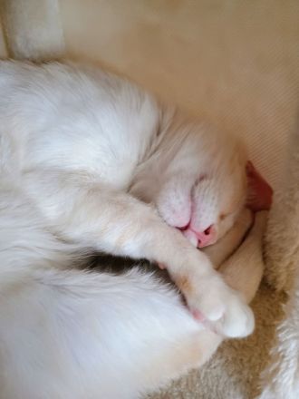 Liebevolle Siam Katzen