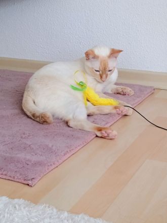 Liebevolle Siam Katzen