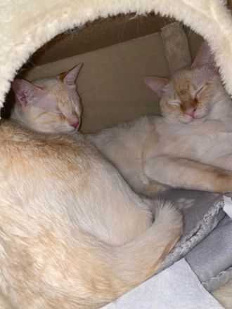 Liebevolle Siam Katzen