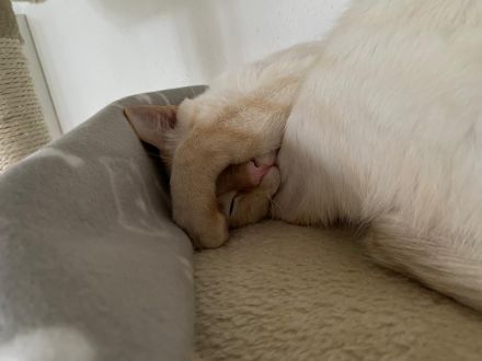 Liebevolle Siam Katzen