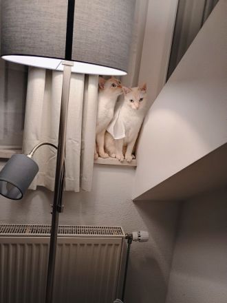 Liebevolle Siam Katzen