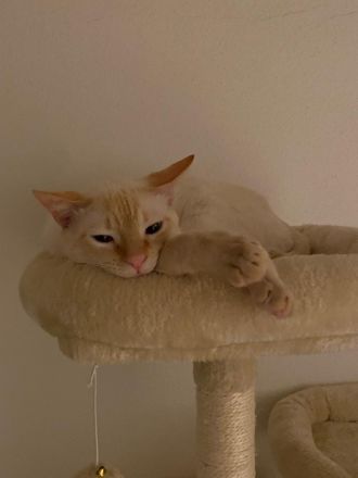 Liebevolle Siam Katzen