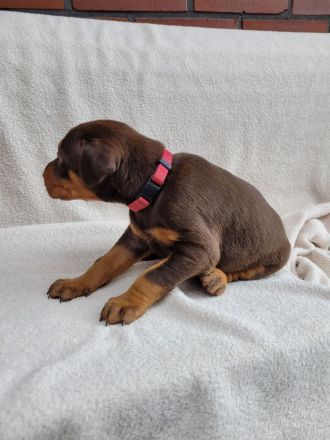 Reinr. Dobermann Welpen mit Ahnentafel