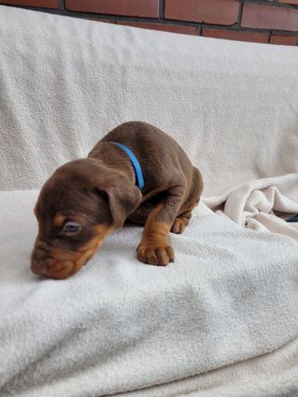 Reinr. Dobermann Welpen mit Ahnentafel