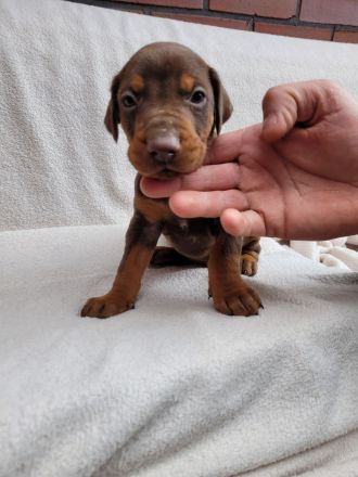 Reinr. Dobermann Welpen mit Ahnentafel