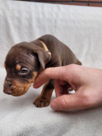 Reinr. Dobermann Welpen mit Ahnentafel