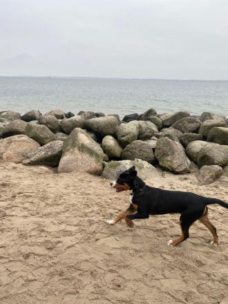 Deckrüde Großer Schweizer Sennenhund