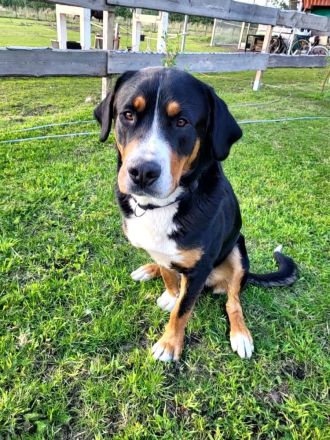 Deckrüde Großer Schweizer Sennenhund