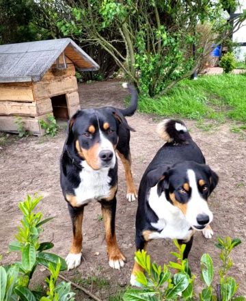 Deckrüde Großer Schweizer Sennenhund