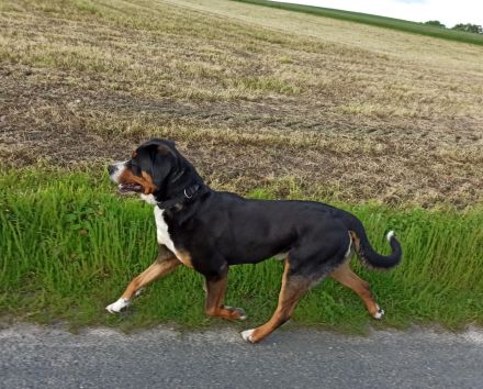 Deckrüde Großer Schweizer Sennenhund