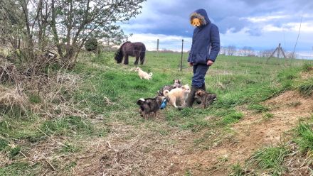 Irischer Wolfshund Mischlinge