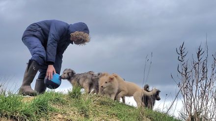 Irischer Wolfshund Mischlinge