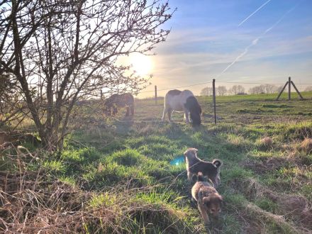 Irischer Wolfshund Mischlinge