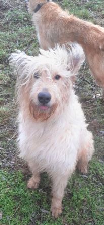 Irischer Wolfshund Mischlinge