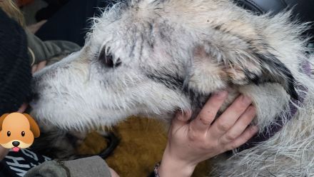 Irischer Wolfshund Mischlinge