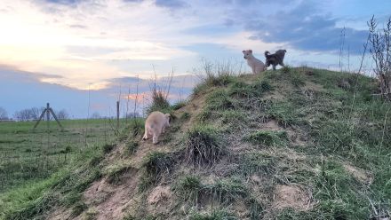 Irischer Wolfshund Mischlinge