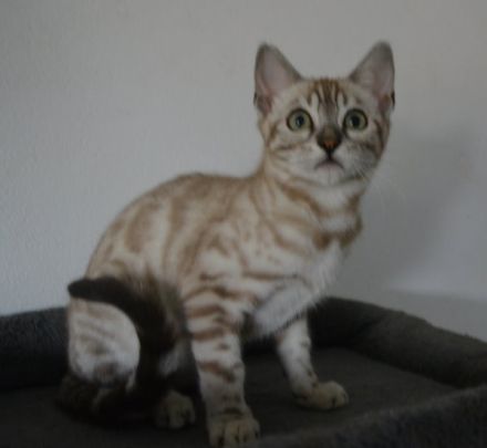 Letzte 3 Bengal Kitten in snow und silber, Bringservice nach Hambur