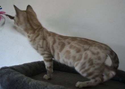 Letzte 3 Bengal Kitten in snow und silber, Bringservice nach Hambur