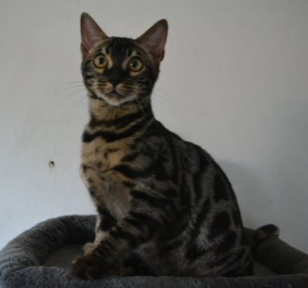 Letzte 3 Bengal Kitten in snow und silber, Bringservice nach Hambur