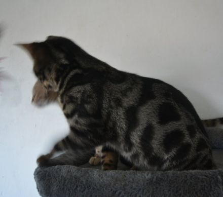 Letzte 3 Bengal Kitten in snow und silber, Bringservice nach Hambur