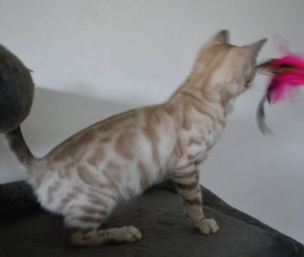 Letzte 3 Bengal Kitten in snow und silber, Bringservice nach Hambur