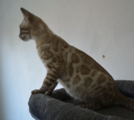 Bengal Kitten in silver mink charcoal, Abgabe bereit