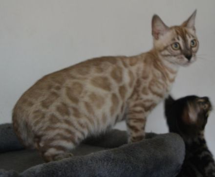 Bengal Kitten in silver mink charcoal, Abgabe bereit