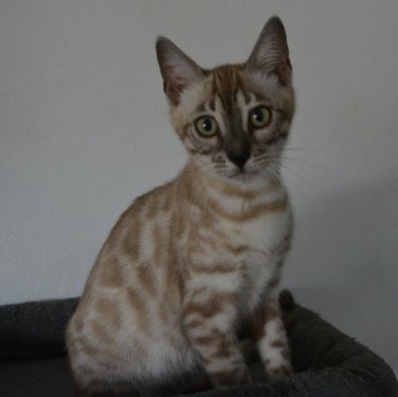 Bengal Kitten in silver mink charcoal, Abgabe bereit