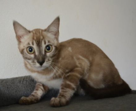 Bengal Kitten in silver mink charcoal, Abgabe bereit