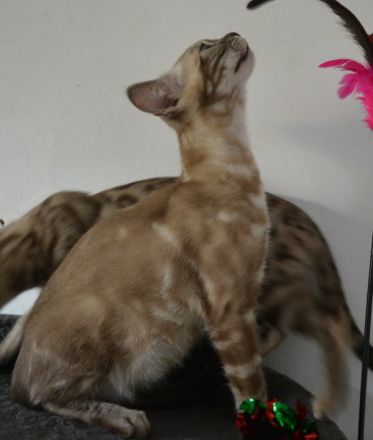 Bengal Kitten in silver mink charcoal, Abgabe bereit