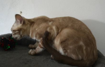 Bengal Kitten in silver mink charcoal, Abgabe bereit