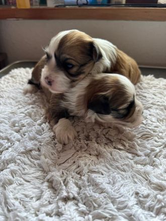 Reinrassige Havaneserwelpen mit Ahnentafel