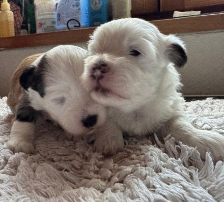 Reinrassige Havaneserwelpen mit Ahnentafel