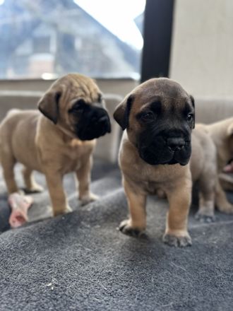 Bullmastiff