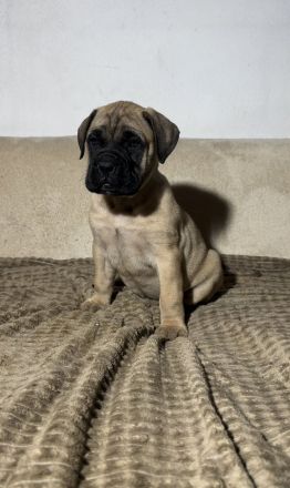 Bullmastiff
