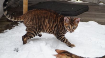 Toyger Kätzchen