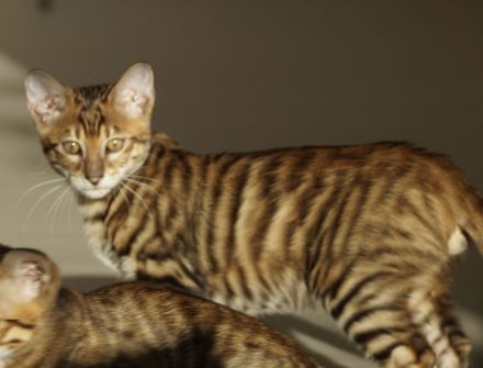 Toyger Kätzchen