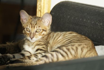 Toyger Kätzchen