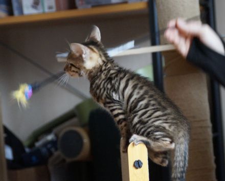 Toyger Kätzchen