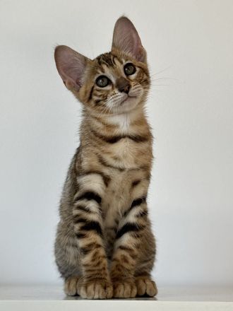 Toyger Kätzchen