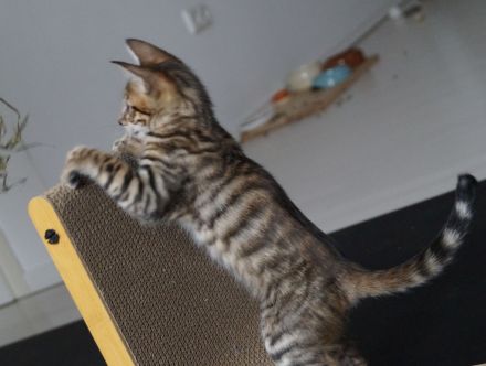Toyger Kätzchen