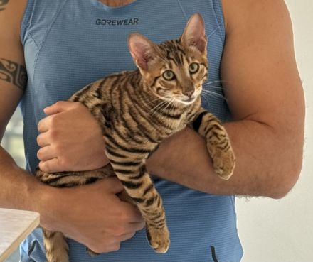 Toyger Kätzchen