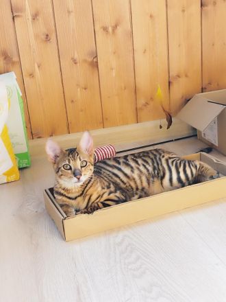 Toyger Kätzchen