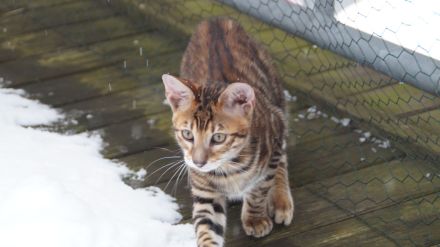 Toyger Kätzchen