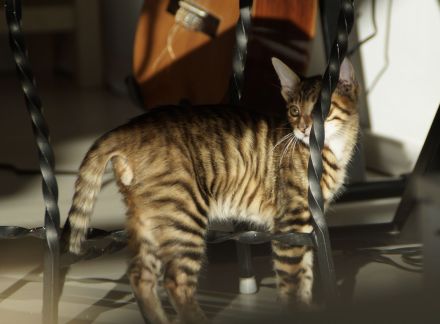 Toyger Kätzchen