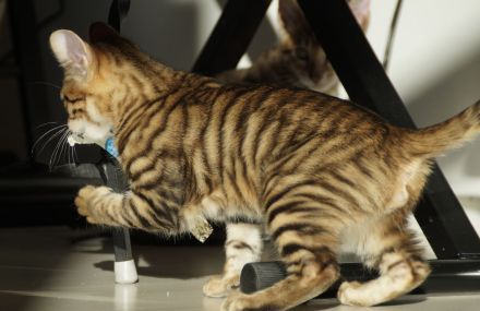 Toyger Kätzchen
